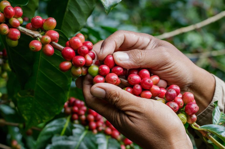 La calidad del grano influye en el buen momento del precio del café colombiano.