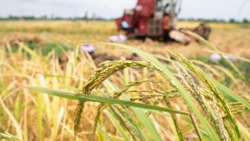 Estudio en Nature Food revela avances y desafíos en la transformación de sistemas alimentarios globales