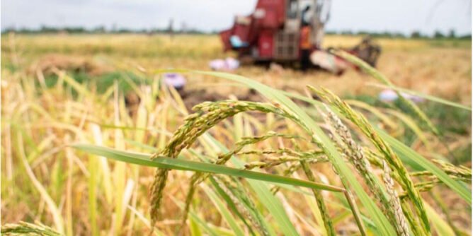 Estudio en Nature Food revela avances y desafíos en la transformación de sistemas alimentarios globales