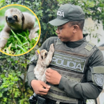 “Flash”, oso perezoso de tres dedos que estaba en plena vía fue rescatado y liberado