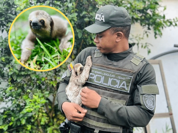 “Flash”, oso perezoso de tres dedos que estaba en plena vía fue rescatado y liberado