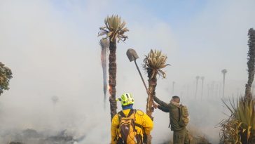 Fotos: voraz incendio en el páramo Cortadera del Diablo en Boyacá amenaza especie única de frailejón; hay más de 200 hectáreas quemadas