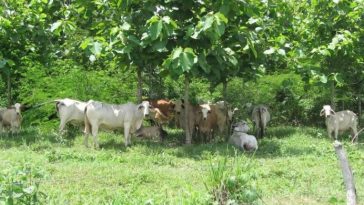 Con la implementación de los silvopastoriles se beneficia ganadería sostenible en La Guajira.