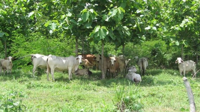 Con la implementación de los silvopastoriles se beneficia ganadería sostenible en La Guajira.