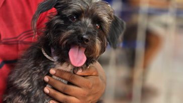 Inician esterilizaciones gratuitas con más de 200 mascotas beneficiadas