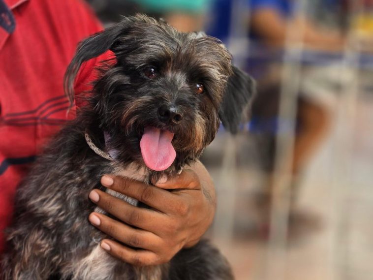 Inician esterilizaciones gratuitas con más de 200 mascotas beneficiadas