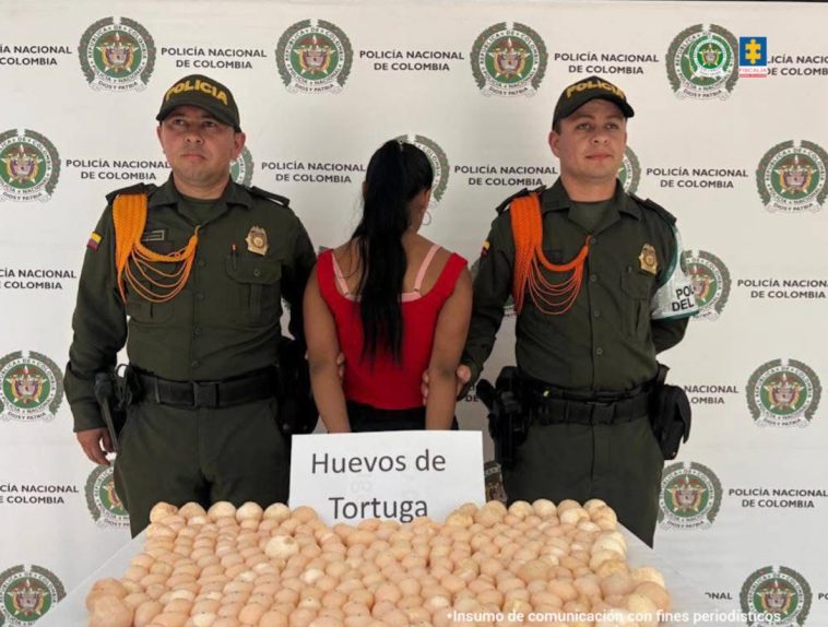 la mujer aparece en la imagen de espalda a la cámara, custodiada por dos uniformados de la Policía, y en una mesa los huevo de tortuga incautados