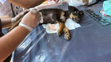 MÁS DE 300 ANIMALES DE COMPAÑÍA HAN RECIBIDO ATENCIÓN EN MEDIO DE LA EMERGENCIA HUMANITARIA POR DESPLAZAMIENTOS EN EL CATATUMBO