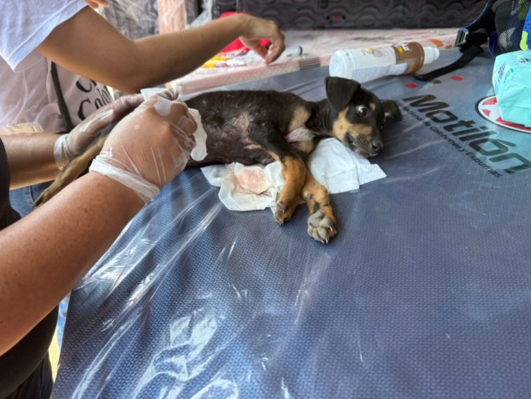 MÁS DE 300 ANIMALES DE COMPAÑÍA HAN RECIBIDO ATENCIÓN EN MEDIO DE LA EMERGENCIA HUMANITARIA POR DESPLAZAMIENTOS EN EL CATATUMBO