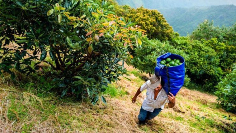 Polémica en Antioquia por resolución de MinAgricultura por Zonas de Protección para la Producción de Alimentos en el Suroeste