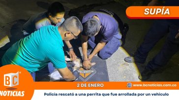 Policía rescató a una perrita que fue arrollada por un vehículo que huyó en la vía Supía – La Pintada