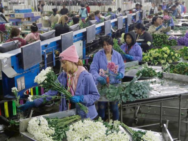 Flores para San Valentín se afectarían por crisis comercial con EE.UU.