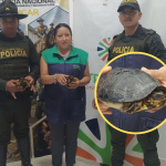 Rescatan tortugas silvestres abandonadas en la vía de Tumaco en una bolsa