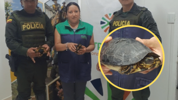 Rescatan tortugas silvestres abandonadas en la vía de Tumaco en una bolsa