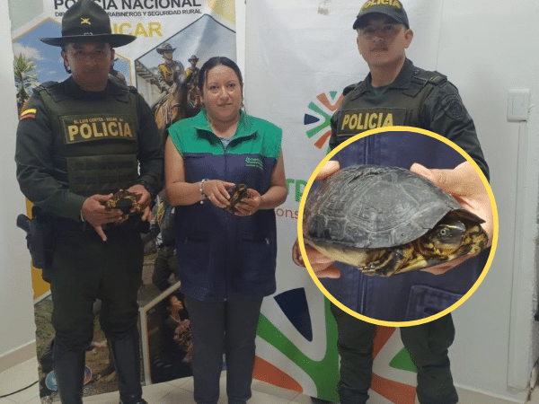 Rescatan tortugas silvestres abandonadas en la vía de Tumaco en una bolsa