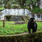 Reservar natural La Planada: un refugio para el oso de anteojos y la fauna amenazada de Nariño