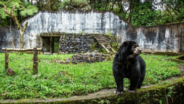 Reservar natural La Planada: un refugio para el oso de anteojos y la fauna amenazada de Nariño