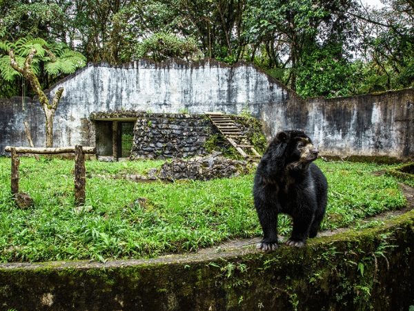 Reservar natural La Planada: un refugio para el oso de anteojos y la fauna amenazada de Nariño