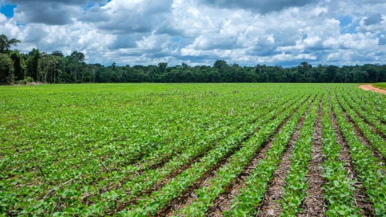 Sector agropecuario obtuvo en 2024 apoyo de Finagro por $ 39,4 billones, ¿a qué se destinaron?