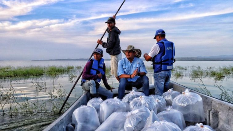 Siembran 350.000 alevinos de bocachico y 10.000 de coroncoro en embalse El Guájaro de Atlántico