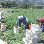 Zipaquirá, Fusagasugá y Facatativá dentro de las Zonas de Protección Agrícola