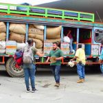 Ituango vive su mejor cosecha cafetera en 30 años, ¡Récord histórico!