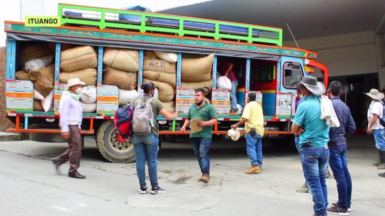 Ituango vive su mejor cosecha cafetera en 30 años, ¡Récord histórico!