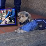 ‘Celadog’, el perro que se hizo viral por su uniforme de vigilante y su valentía en persecución a un ladrón: «Corrió detrás de él»