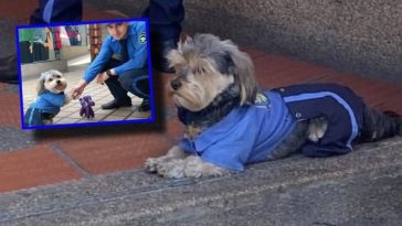 ‘Celadog’, el perro que se hizo viral por su uniforme de vigilante y su valentía en persecución a un ladrón: «Corrió detrás de él»