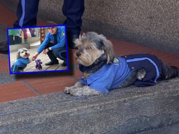 ‘Celadog’, el perro que se hizo viral por su uniforme de vigilante y su valentía en persecución a un ladrón: «Corrió detrás de él»