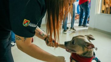 Alcalde abre nueva sede del Hospital Público Veterinario en Villasantana