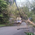 Alerta en Medellín por caída de árboles que han generado tragedias: hay 500 órdenes de tala