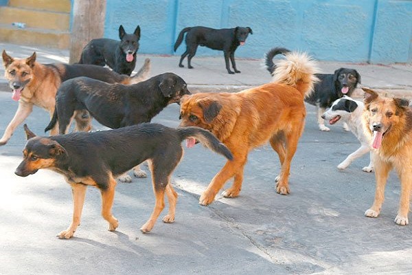 Autoridades alertan  casos de rabia silvestre  en el Magdalena