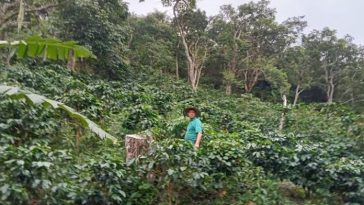 El caficultor Albeiro Pinto dice que lo mejor es renovar las plantaciones y hacerlas más resistente a las plagas y la variación climática