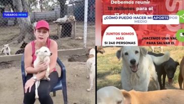 Cali Angels of Protection: un llamado urgente para la defensa de más de 150 perros rescatados