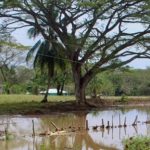 Con primeras lluvias en La Mojana sucreña se perdieron 400 hectáreas de tierras cultivadas, la mayoría con patilla