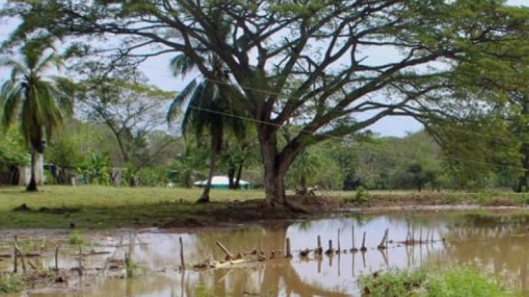 Con primeras lluvias en La Mojana sucreña se perdieron 400 hectáreas de tierras cultivadas, la mayoría con patilla