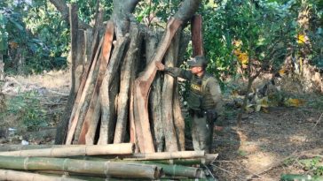 Decomisaron guadua y madera samán en Neiva