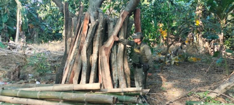 Decomisaron guadua y madera samán en Neiva