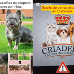 Denuncian estafa de más $800.000 en venta de cachorros en Pasto: simulan el envío y luego desaparecen