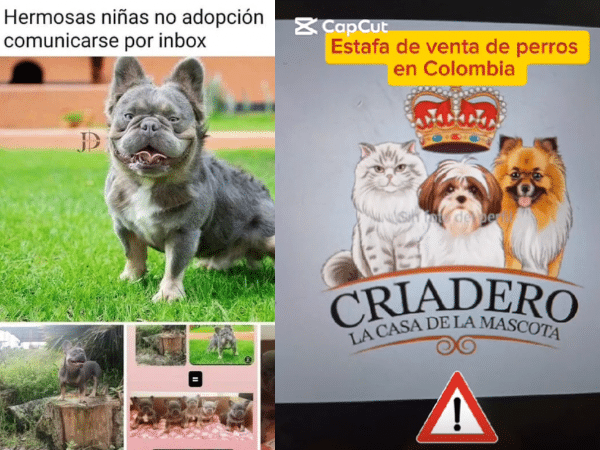 Denuncian estafa de más $800.000 en venta de cachorros en Pasto: simulan el envío y luego desaparecen