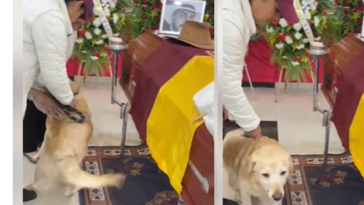 El conmovedor adiós de un perrito en el sepelio de hincha del Deportes Tolima; el joven murió en trágico accidente en vía de Girardot