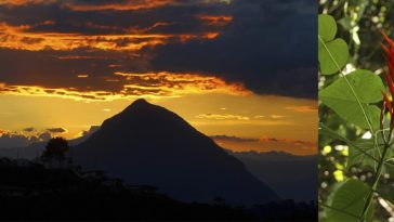 En Cerro Tusa, la pirámide natural de Antioquia, descubren una planta única en el mundo