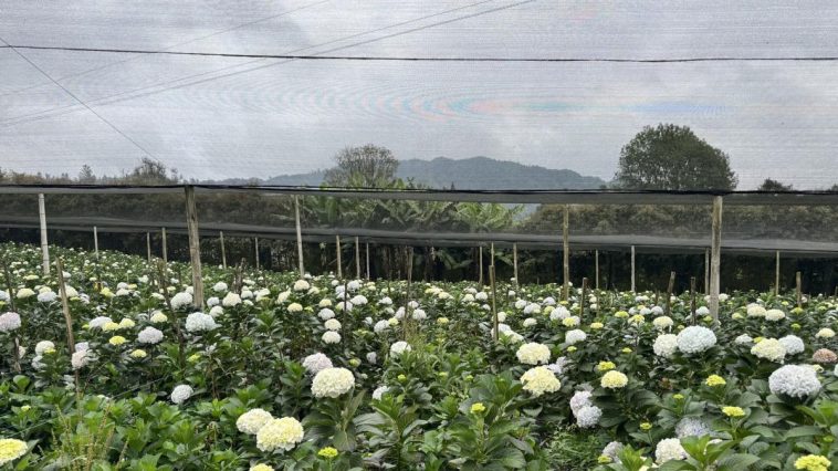 Floricultores antioqueños se preparan para San Valentín, una fecha en la que sus exportaciones florecen