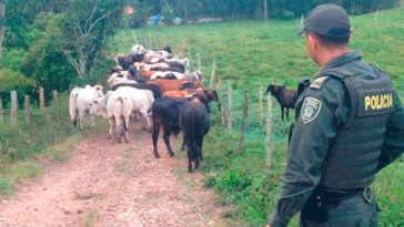 Ganaderos utilizarán aplicación móvil con botón de pánico contra el abigeato