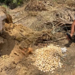 Hallazgo Sorprendente: Descubren Más de 500 huevos de iguana