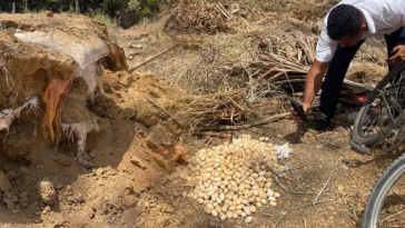 Hallazgo Sorprendente: Descubren Más de 500 huevos de iguana