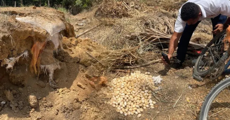 Hallazgo Sorprendente: Descubren Más de 500 huevos de iguana