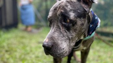 `` `` Hermosa '', el cachorro avanzado que fue abandonado en un parque de Cali y que ha estado esperando un año