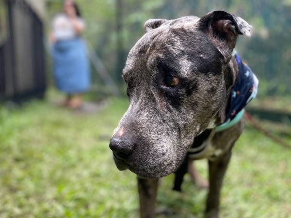 `` `` Hermosa '', el cachorro avanzado que fue abandonado en un parque de Cali y que ha estado esperando un año